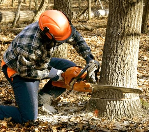 Tree Removal in Mormon Lake, AZ